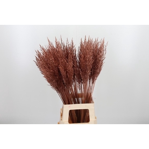 Calamagrostis Kl Bh Koper