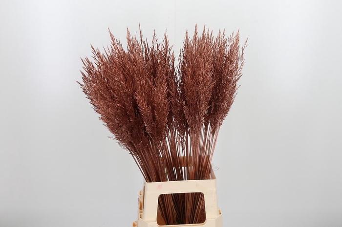 <h4>Calamagrostis Kl Bh Koper</h4>