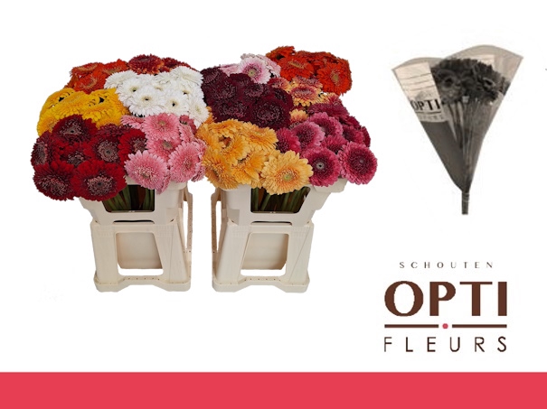 <h4>GE MB POM GEM-Water hoes ongelijk</h4>