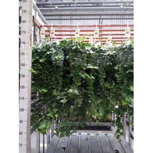 Hedera helix 'Wonder'