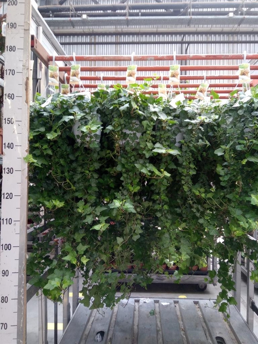 <h4>Hedera helix 'Wonder'</h4>