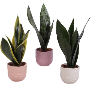 Sansevieria mix Ø09cm in Ø10cm Ceramic SE660