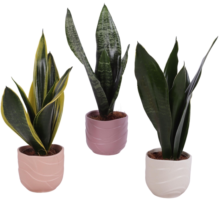 <h4>Sansevieria mix Ø09cm in Ø10cm Ceramic SE660</h4>