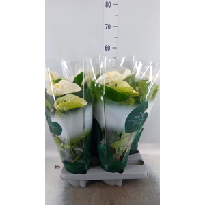 Anthurium andr. 'Samora'