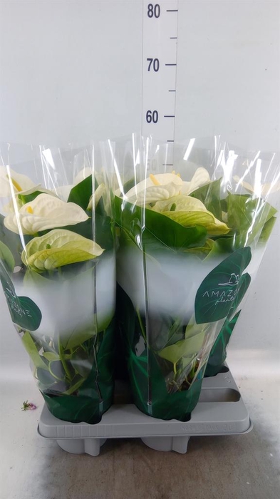 <h4>Anthurium andr. 'Samora'</h4>