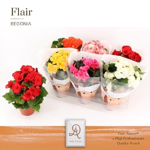 Begonia Du Gemengd gemengd