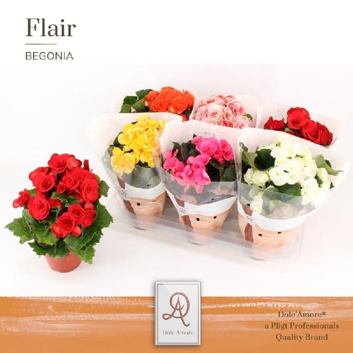 <h4>Begonia Du Gemengd gemengd</h4>