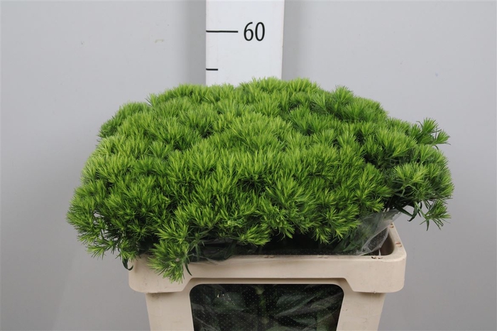 <h4>Di Barb Green Wicky</h4>