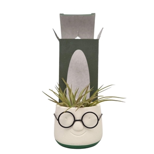 Arrangementen Tillandsia 6%