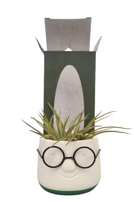 <h4>Arrangementen Tillandsia 6%</h4>