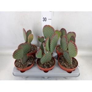 Opuntia microdasys