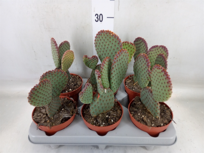 <h4>Opuntia microdasys</h4>