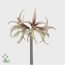 <h4>Hipp Talantula</h4>