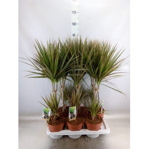 Dracaena marg. 'Bicolor'
