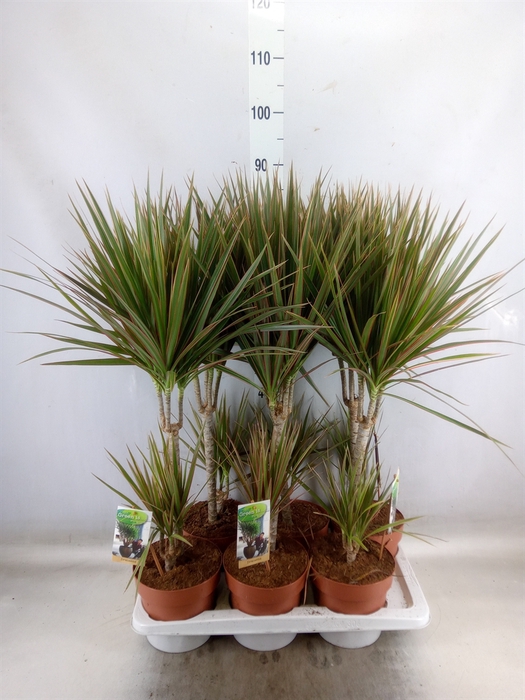 <h4>Dracaena marg. 'Bicolor'</h4>