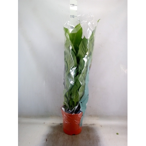 Spathiphyllum  'Sweet Lauretta'