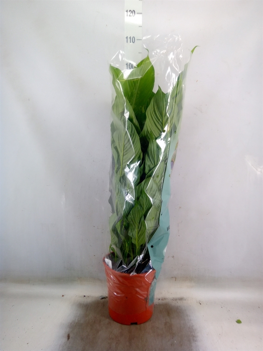 <h4>Spathiphyllum  'Sweet Lauretta'</h4>