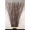 Salix Ca Snow Flake