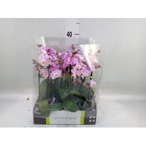 Phalaenopsis multi.   ...rose