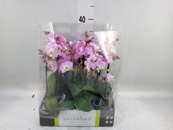 <h4>Phalaenopsis multi.   ...rose</h4>