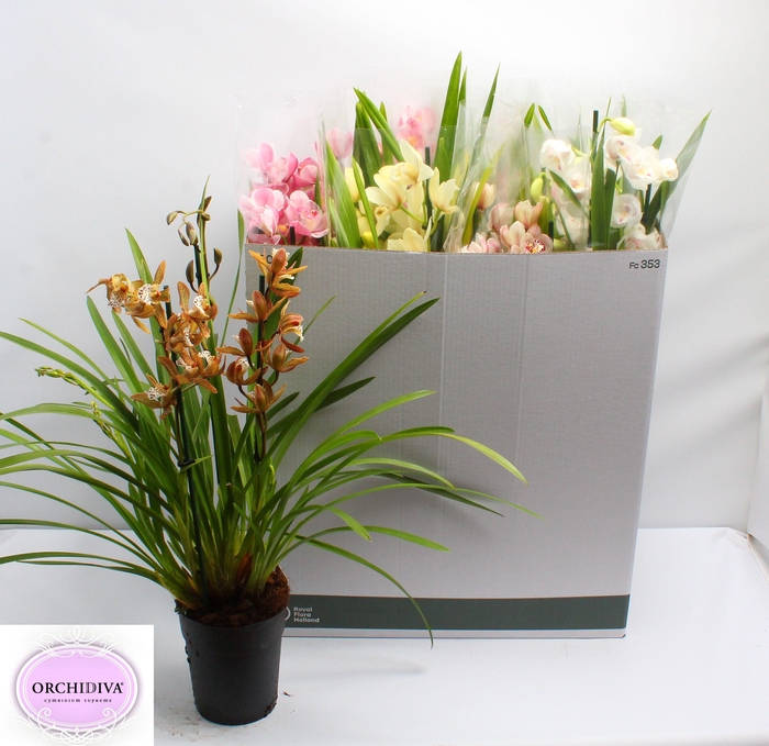 <h4>CYMB GEMENGD</h4>