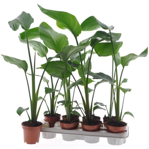 STRELITZIA NICOLAI