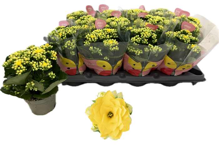 <h4>KAL GE RF RUTH</h4>