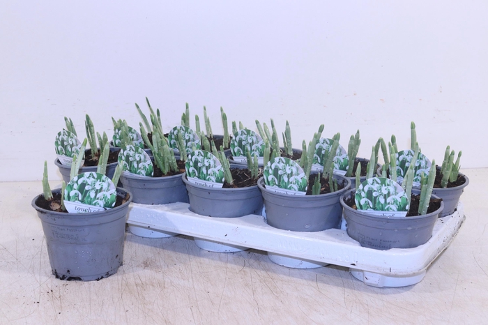 <h4>GALANTHUS HIPPOLYTA</h4>