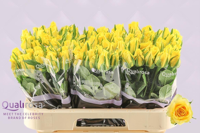 <h4>R Gr Moonwalk</h4>