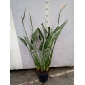 Strelitzia reg.