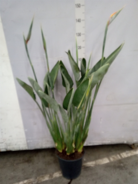 <h4>Strelitzia reg.</h4>