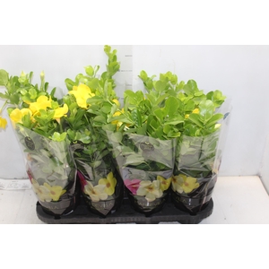 DIPLADENIA GOLDEN P14 PREMIUM