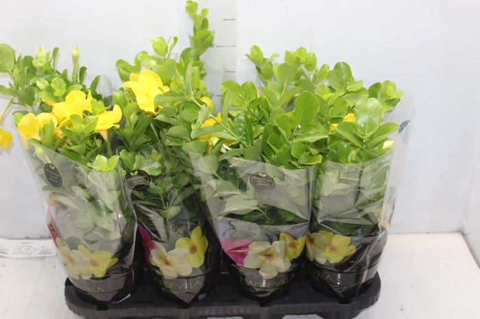 <h4>DIPLADENIA GOLDEN P14 PREMIUM</h4>