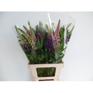 LUPINUS