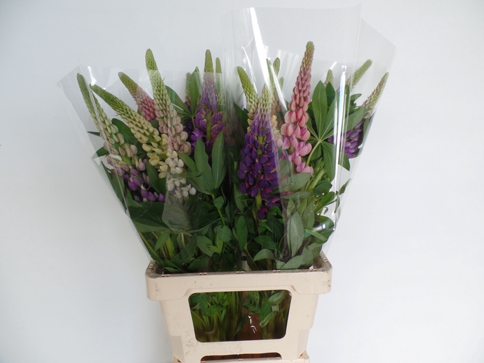 <h4>LUPINUS</h4>