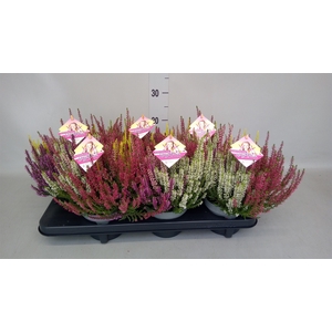 Calluna vulg. 'Beauty L High Five'