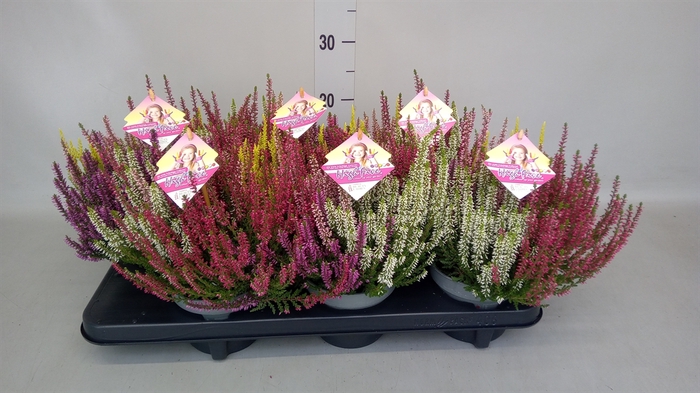 <h4>Calluna vulg. 'Beauty L High Five'</h4>