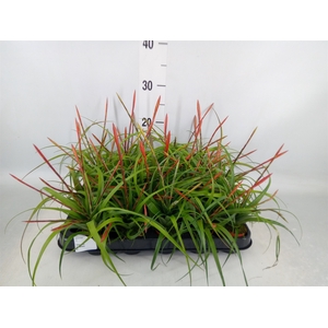 Tillandsia flabellata