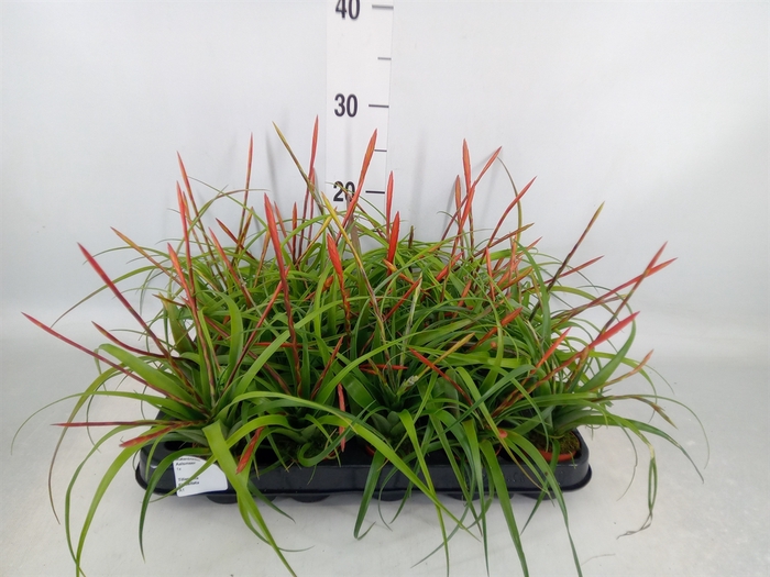 <h4>Tillandsia flabellata</h4>