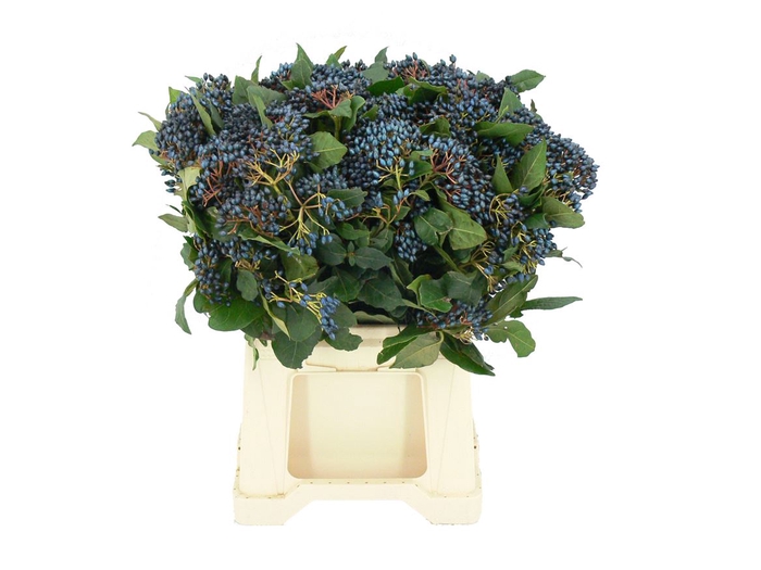 <h4>Viburnum Staalbes</h4>