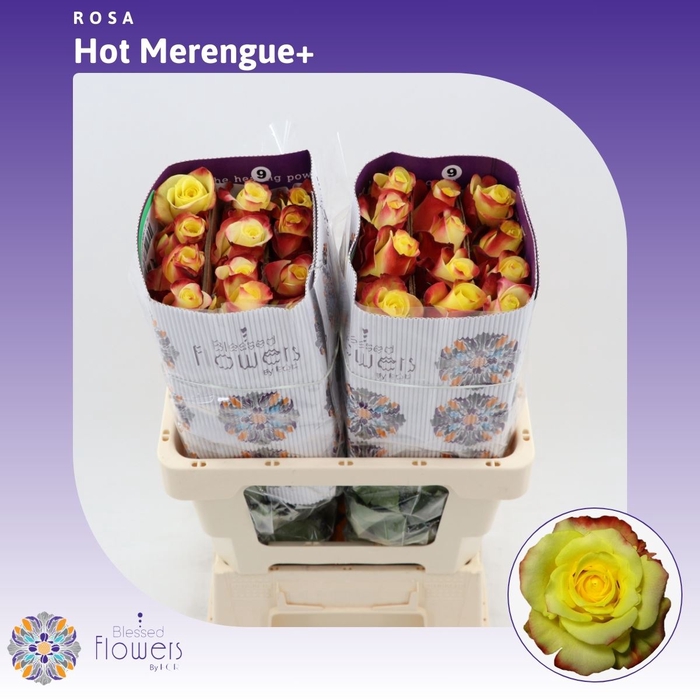 <h4>Rosa gr Hot Merengue+</h4>