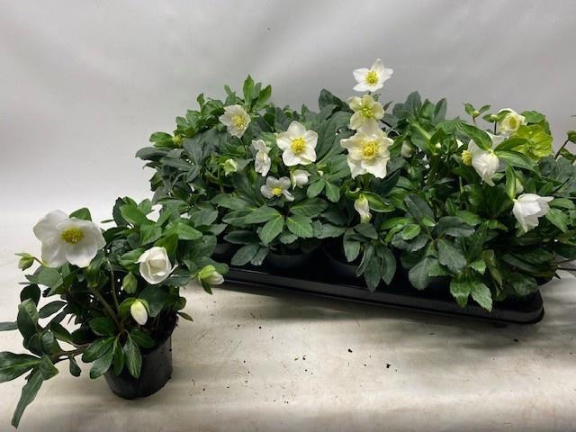 <h4>HELL NI HAPPY DAY</h4>