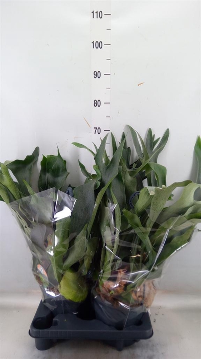 <h4>Platycerium bifurc.</h4>