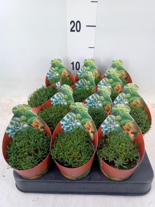 <h4>Euphorbia   ...</h4>