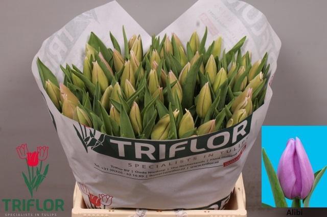 <h4>TU EN ALIBI</h4>