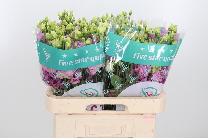 <h4>Eus G Julius Grape</h4>