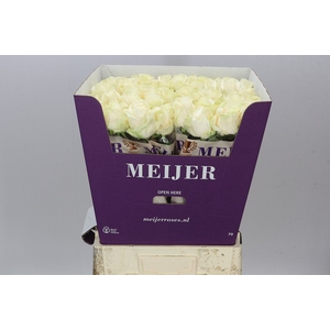Rosa Gr Four Seasons+