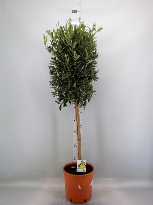 <h4>Olea europaea</h4>