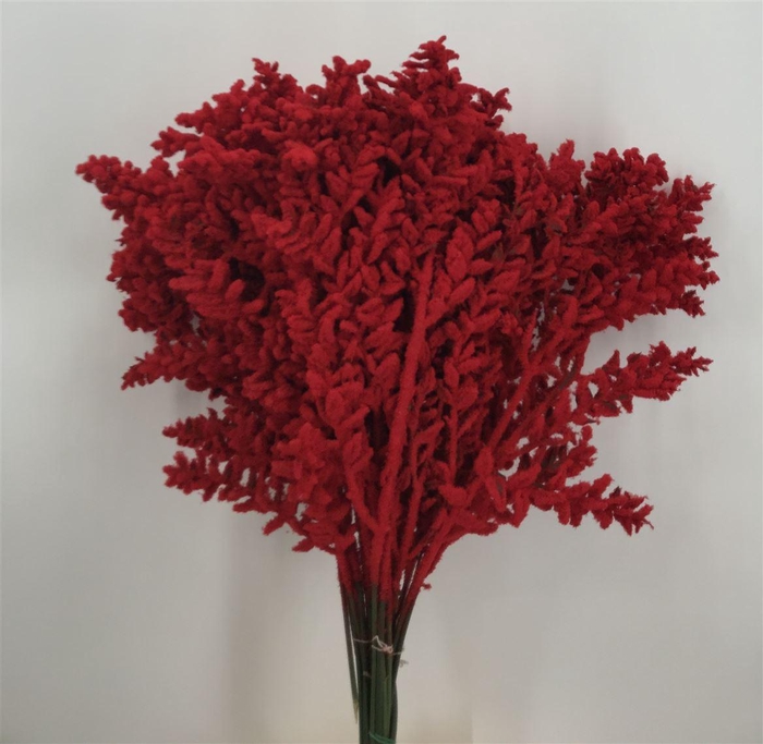 <h4>Dr Ruscus Red Flocc Rosso</h4>