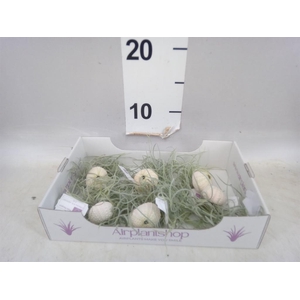 Arr.  Tillandsia L%